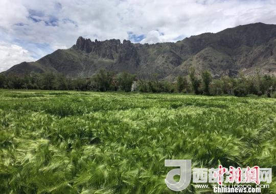 2017年西藏青稞總產(chǎn)量達到79萬噸，占糧食總產(chǎn)量的77%。圖為西藏青稞。　王玉林 攝