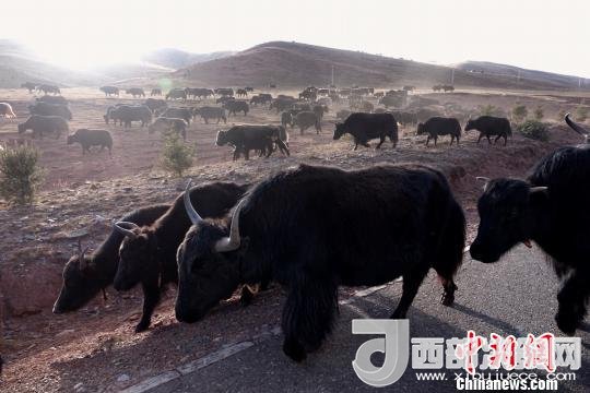 西藏每年存欄約420萬頭牦牛，牦牛產(chǎn)業(yè)發(fā)展是推動西藏畜牧業(yè)可持續(xù)發(fā)展和農(nóng)牧民脫貧致富的重要產(chǎn)業(yè)。圖為西藏牦牛?！O翔 攝