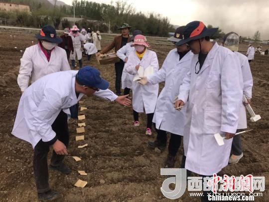 圖為研究員實地調(diào)研青稞生長土壤?！⊥跤窳?攝