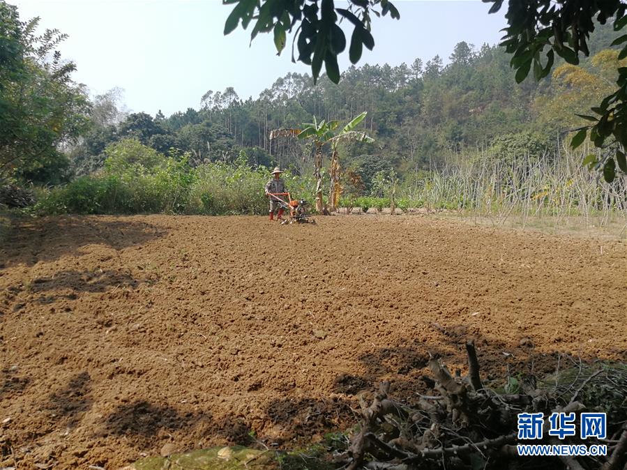 (決戰(zhàn)決勝脫貧攻堅(jiān)·圖文互動(dòng))(4)另一種“逆行”——廣西5300余名駐村第一書記提前返崗?fù)渡怼皟删€作戰(zhàn)”