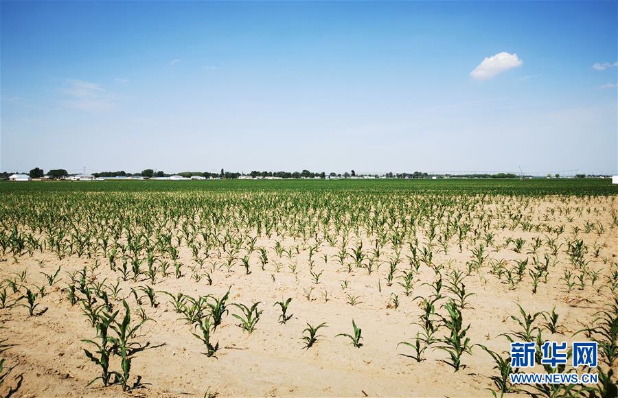 (圖文互動)(1)內(nèi)蒙古旱情持續(xù)